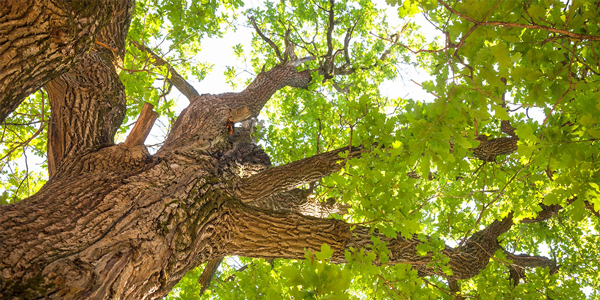 Looking up into the canopy of an oak tree