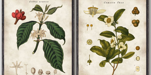 These coffee and tea botanical prints by Daves Office 