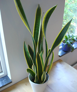 Mother-in-Laws Tongue, also known as the Snake Plant (Sansevieria)